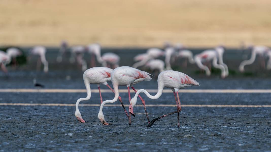 Tuz Gölü, 5 bin yavru flamingoya ev sahipliği yapıyor 4